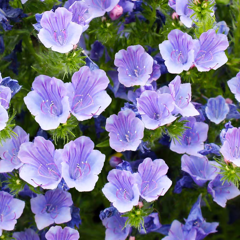 蓝蓟种子四季开花易活庭院花园景观绿化花海盆栽可切花蓟草种