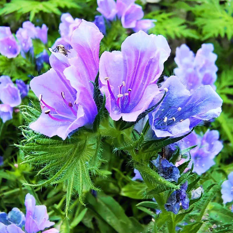 蓝蓟种子四季开花易活庭院花园景观绿化花海盆栽可切花蓟草种