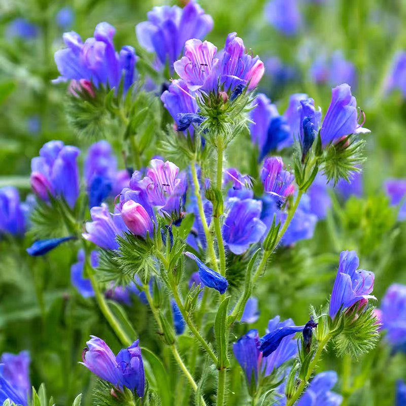 蓝蓟种子四季开花易活庭院花园景观绿化花海盆栽可切花蓟草种
