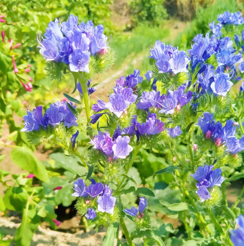 蓝蓟种子四季开花易活庭院花园景观绿化花海盆栽可切花蓟草种