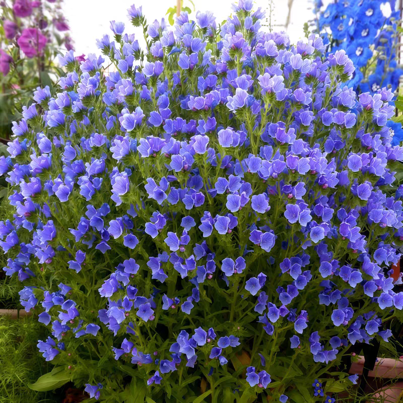 蓝蓟种子四季开花易活庭院花园景观绿化花海盆栽可切花蓟草种