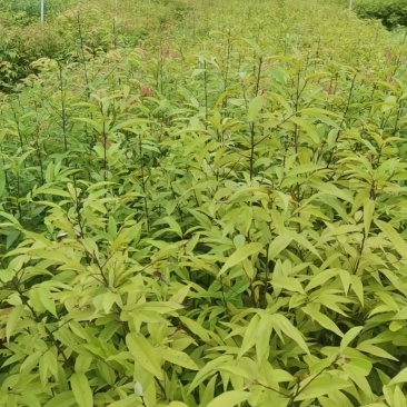 广西红椎苗，大量上市成活率高，欢迎咨询