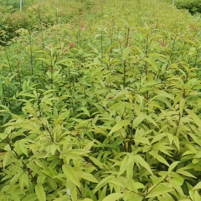 广西红椎苗，大量上市成活率高，欢迎咨询