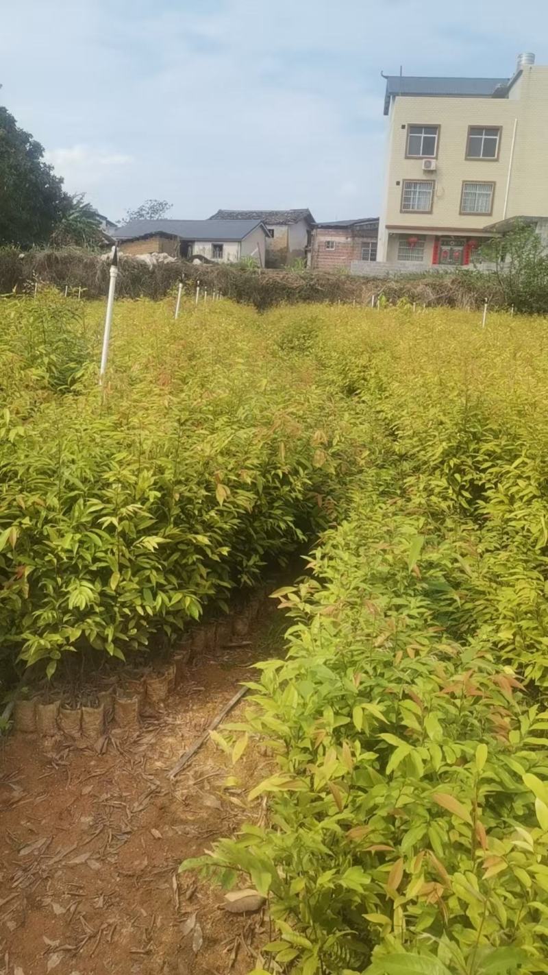 广西红椎苗，大量上市成活率高，欢迎咨询