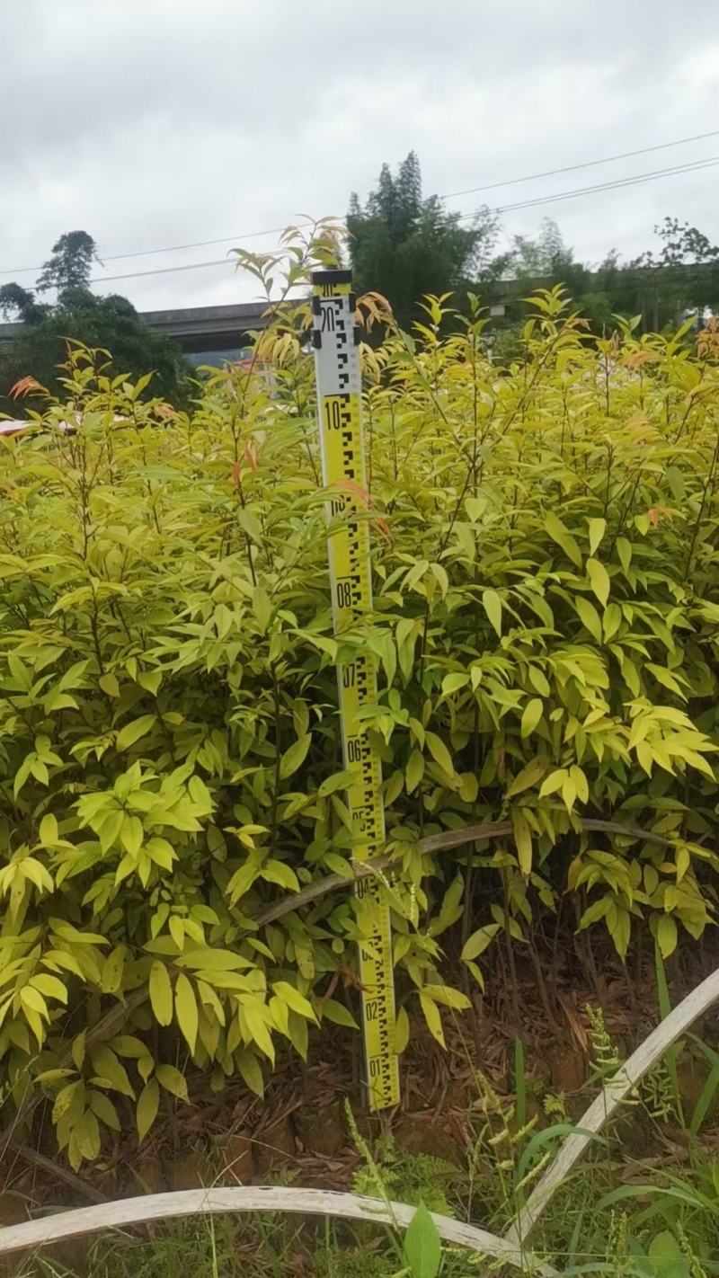 广西红椎苗，大量上市成活率高，欢迎咨询