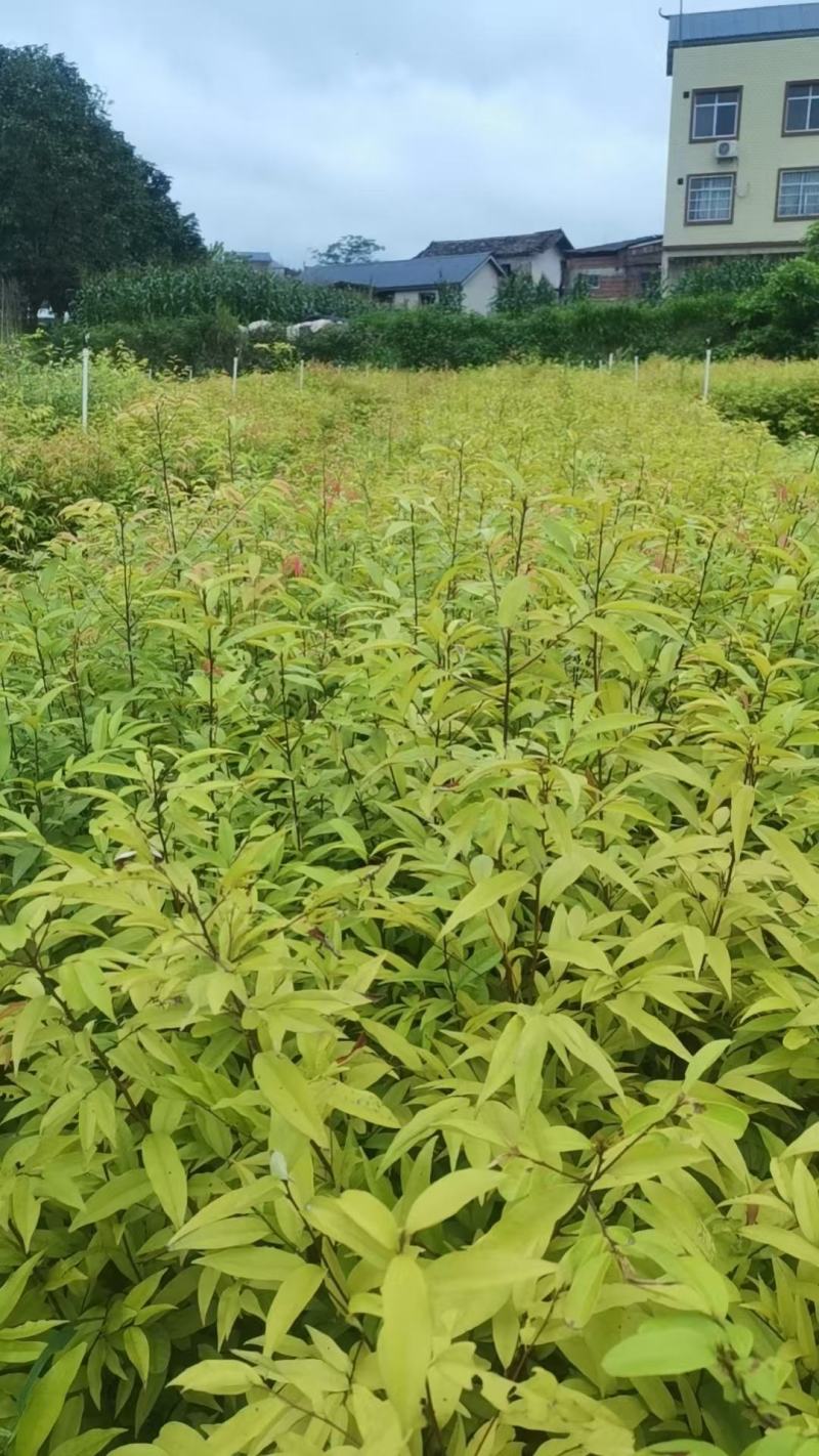 广西红椎苗，大量上市成活率高，欢迎咨询