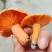 野生菌谷熟菌