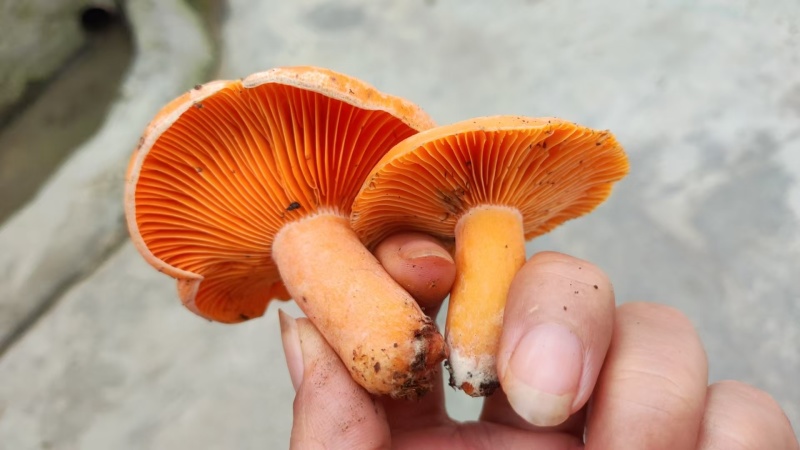 野生菌谷熟菌