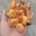 野生菌谷熟菌