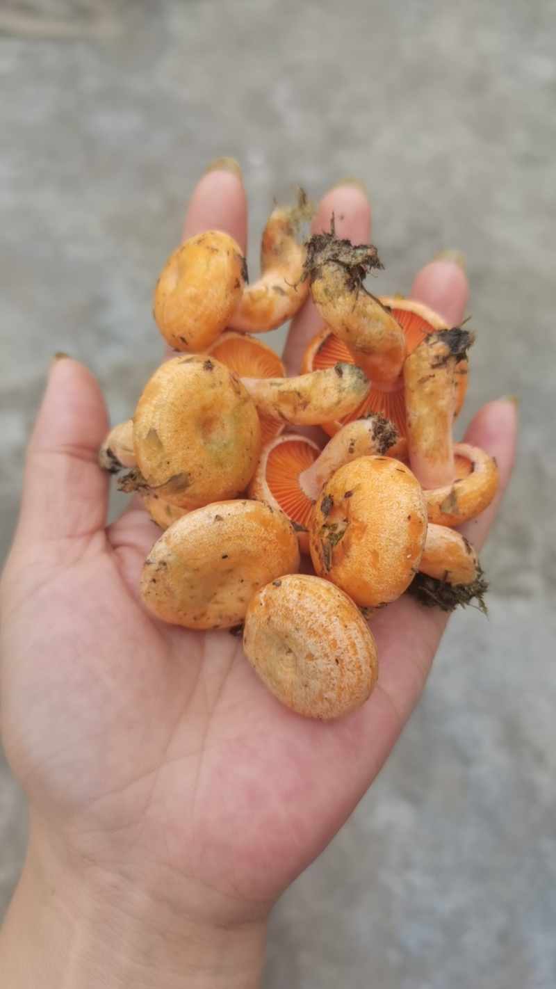 野生菌谷熟菌