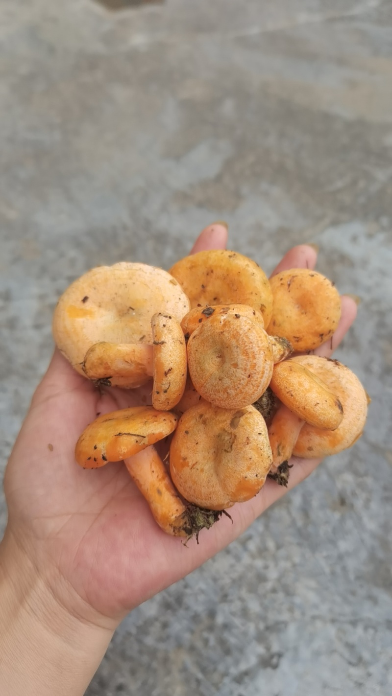 野生菌谷熟菌