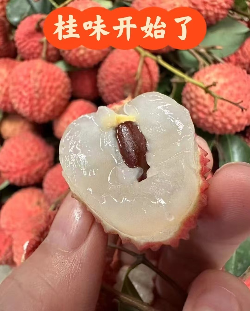 桂味荔枝广西荔枝产地一手货源，大吨位供货，对接电商市场