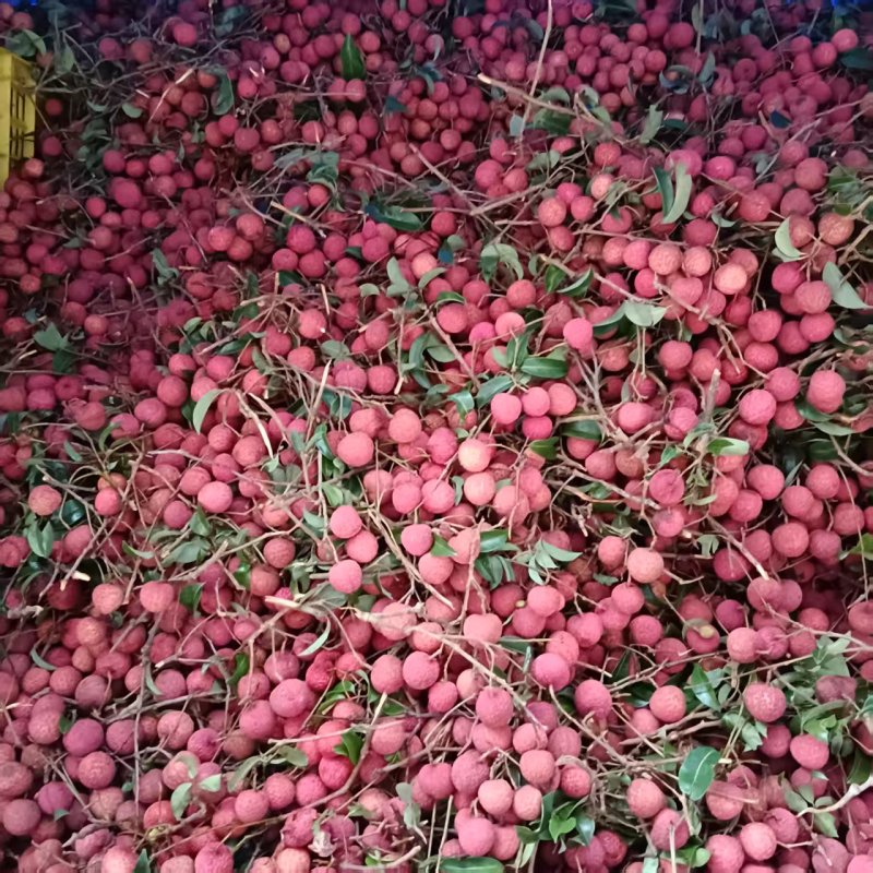 桂味荔枝广西荔枝产地一手货源，大吨位供货，对接电商市场