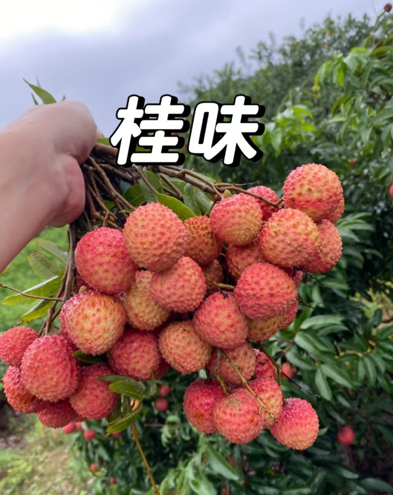 桂味荔枝广西荔枝产地一手货源，大吨位供货，对接电商市场