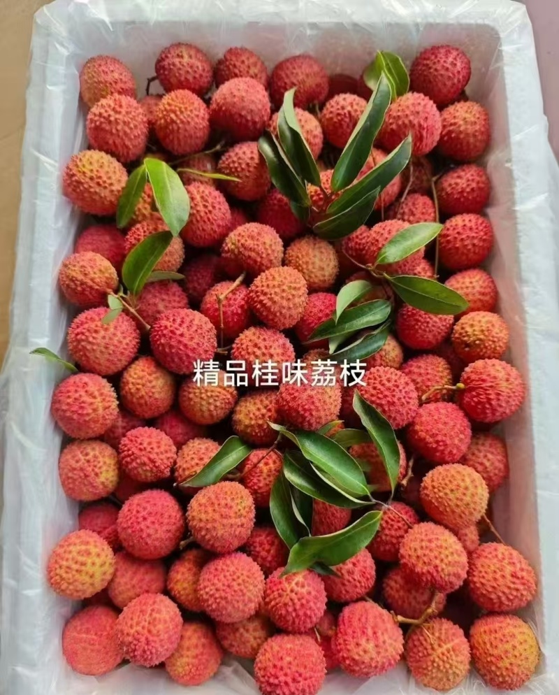 桂味荔枝广西荔枝产地一手货源，大吨位供货，对接电商市场