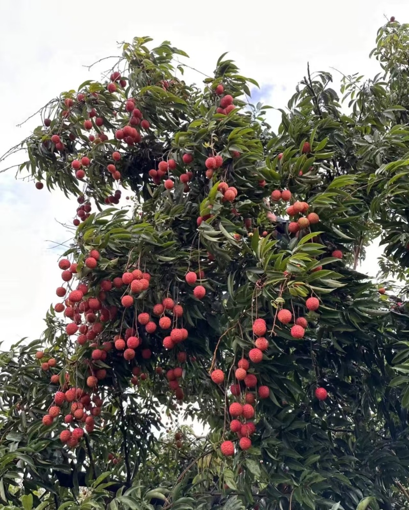 桂味荔枝广西荔枝产地一手货源，大吨位供货，对接电商市场