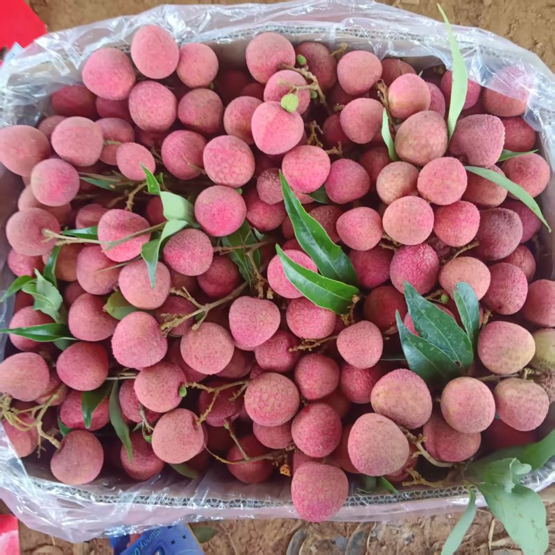 黑叶荔枝（广西荔枝）现摘现发品种齐全，对接电商市场批发商