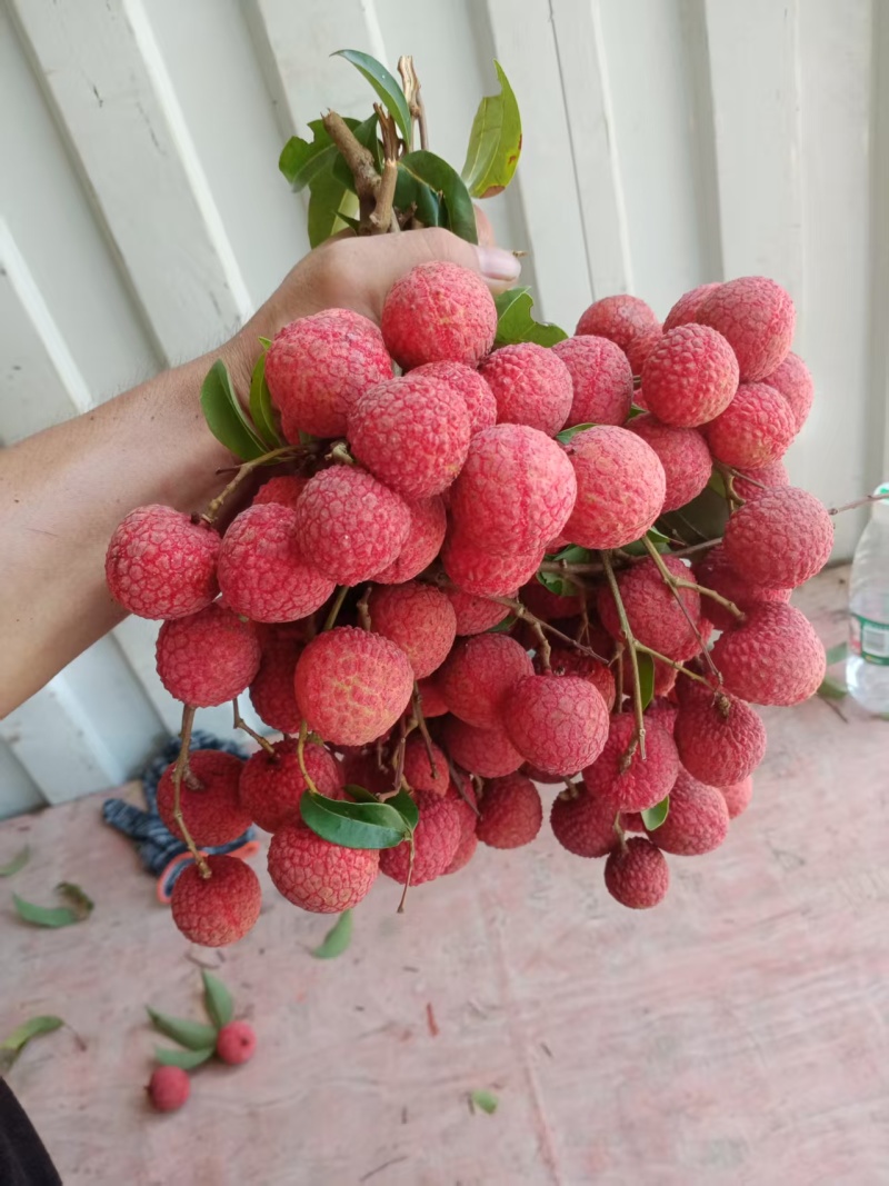 黑叶荔枝（广西荔枝）现摘现发品种齐全，对接电商市场批发商