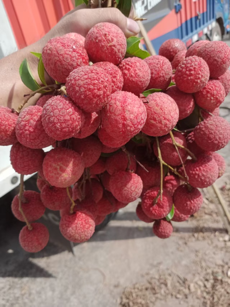 黑叶荔枝（广西荔枝）现摘现发品种齐全，对接电商市场批发商