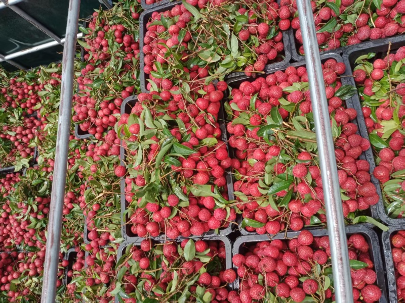 黑叶荔枝（广西荔枝）现摘现发品种齐全，对接电商市场批发商