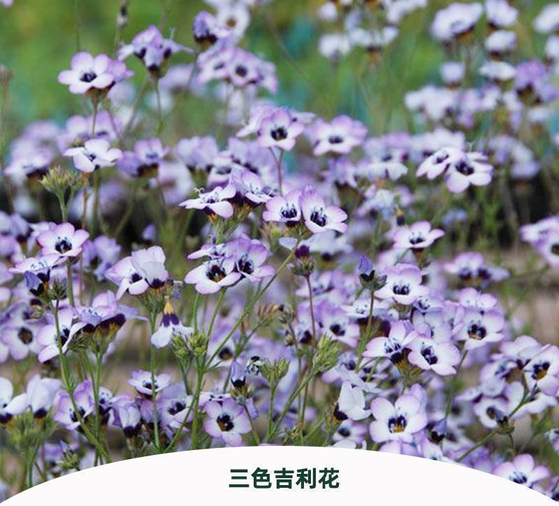 三色吉利花种子孑鸟眼介代花解代花种籽阳台盆栽庭院地被