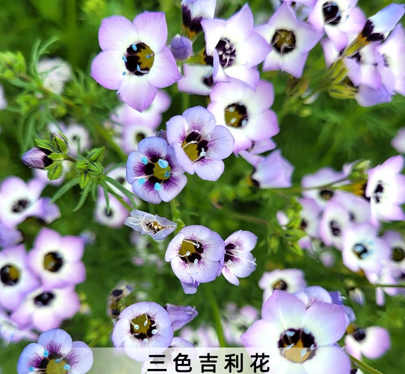 三色吉利花种子孑鸟眼介代花解代花种籽阳台盆栽庭院地被