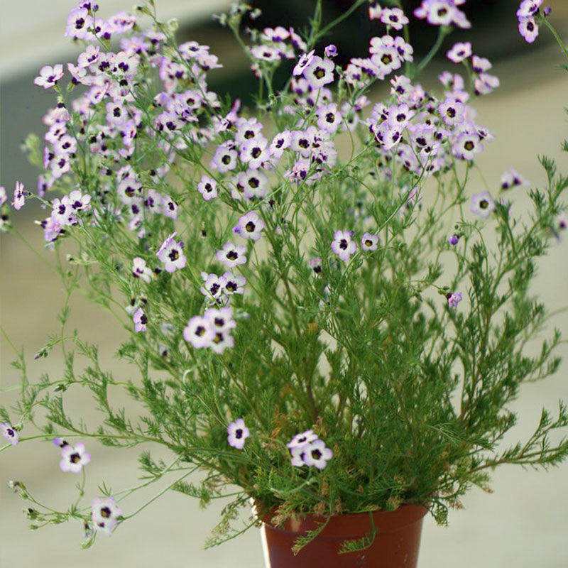 三色吉利花种子孑鸟眼介代花解代花种籽阳台盆栽庭院地被