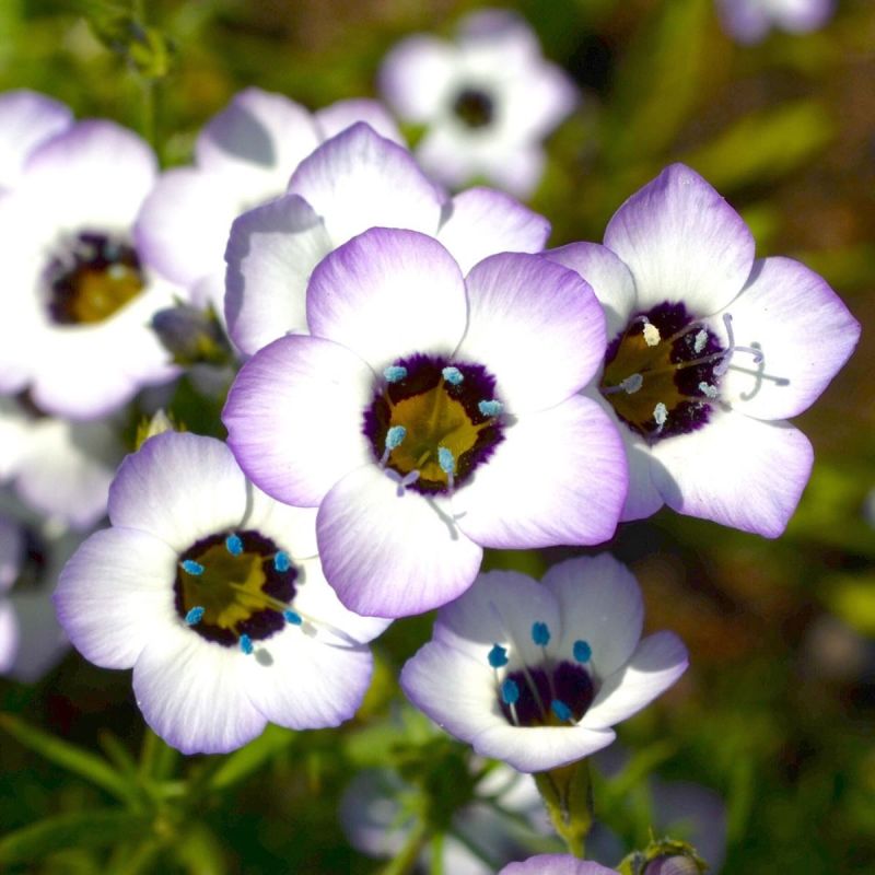 三色吉利花种子孑鸟眼介代花解代花种籽阳台盆栽庭院地被