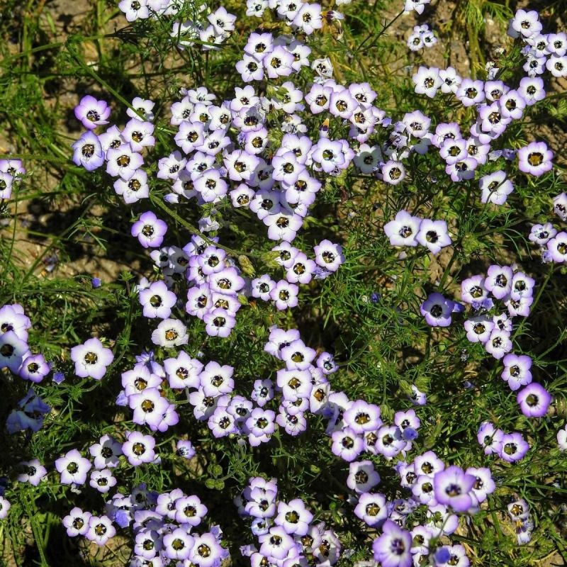 三色吉利花种子孑鸟眼介代花解代花种籽阳台盆栽庭院地被
