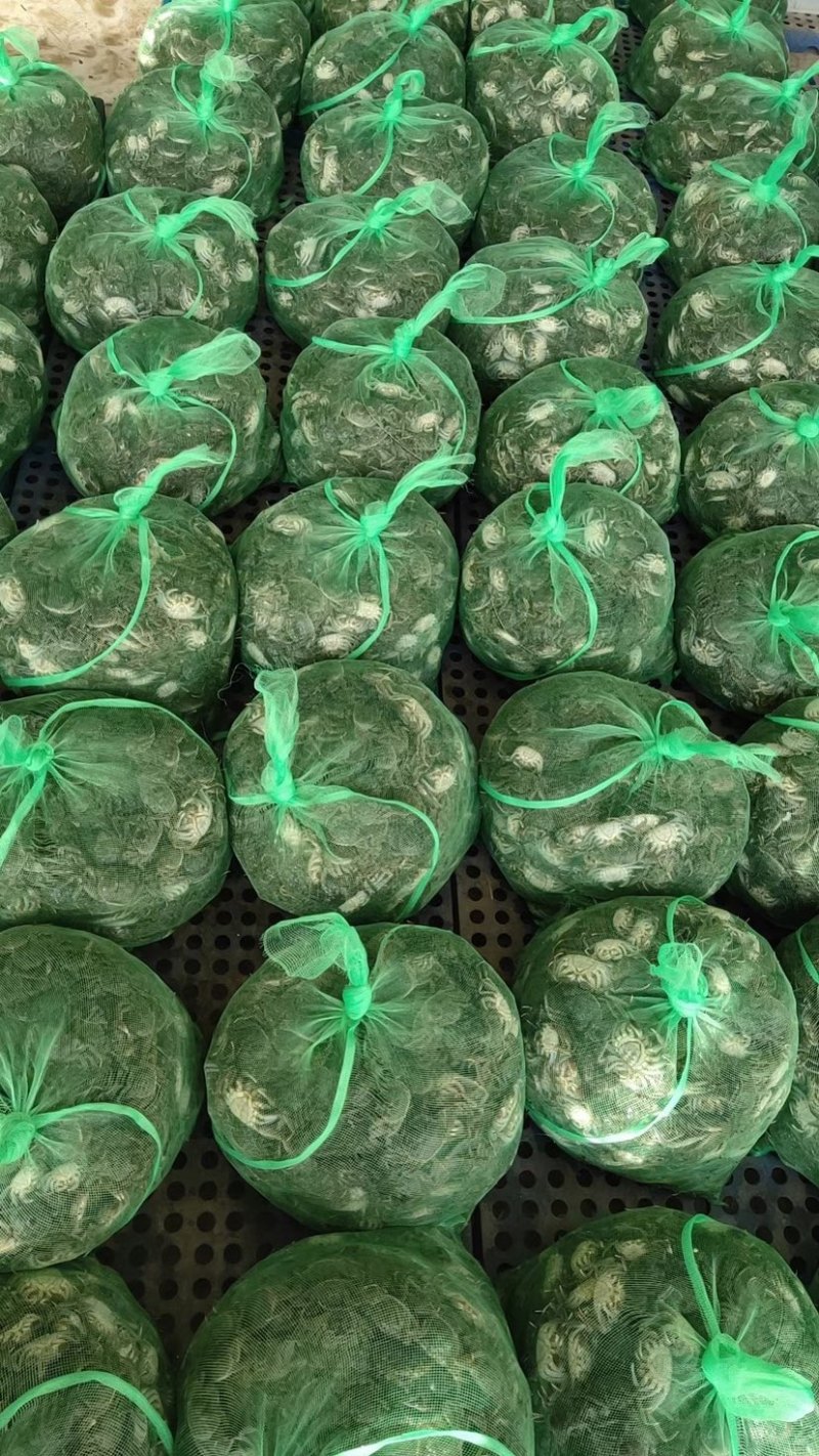 螃蟹苗大闸蟹蟹苗毛蟹蟹苗扣蟹蟹苗.提供技术视频看货