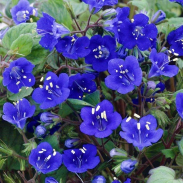 加州蓝铃花种子铃铛花籽钟穗花荒漠耐荫室内阳台盆栽庭院