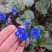 加州蓝铃花种子铃铛花籽钟穗花荒漠耐荫室内阳台盆栽庭院