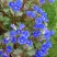 加州蓝铃花种子铃铛花籽钟穗花荒漠耐荫室内阳台盆栽庭院