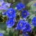 加州蓝铃花种子铃铛花籽钟穗花荒漠耐荫室内阳台盆栽庭院
