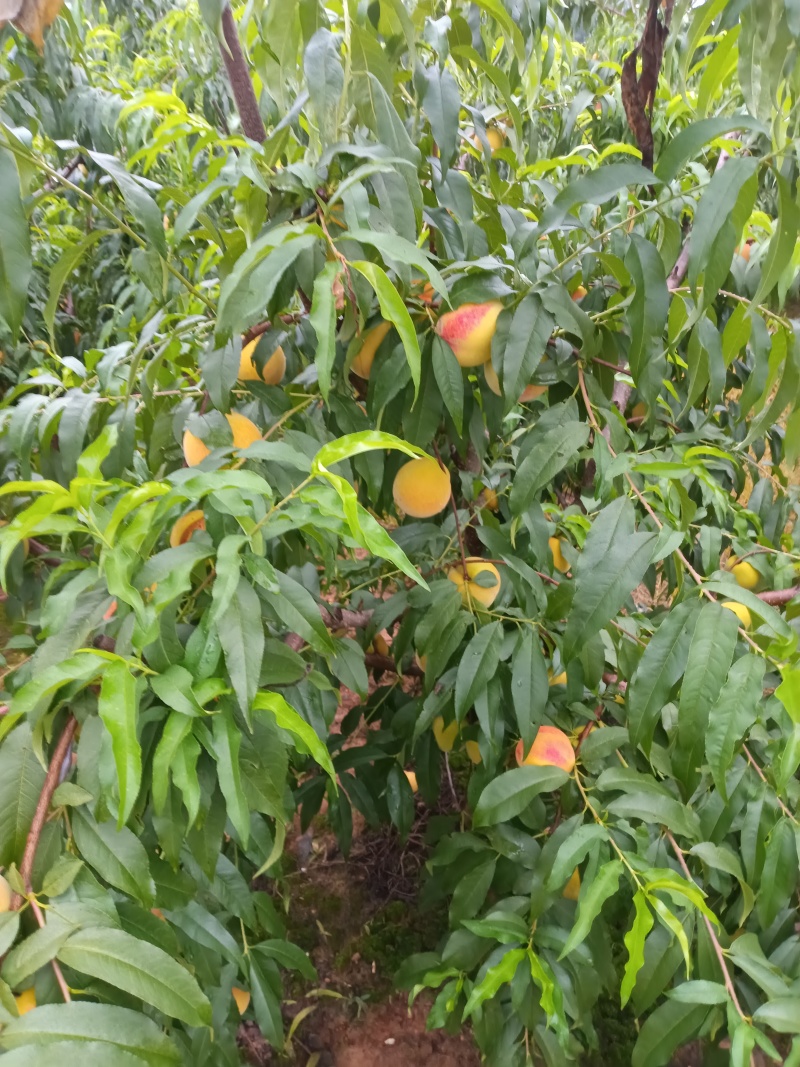 中桃十四湖北产区直发保质保量供货农户一手货源