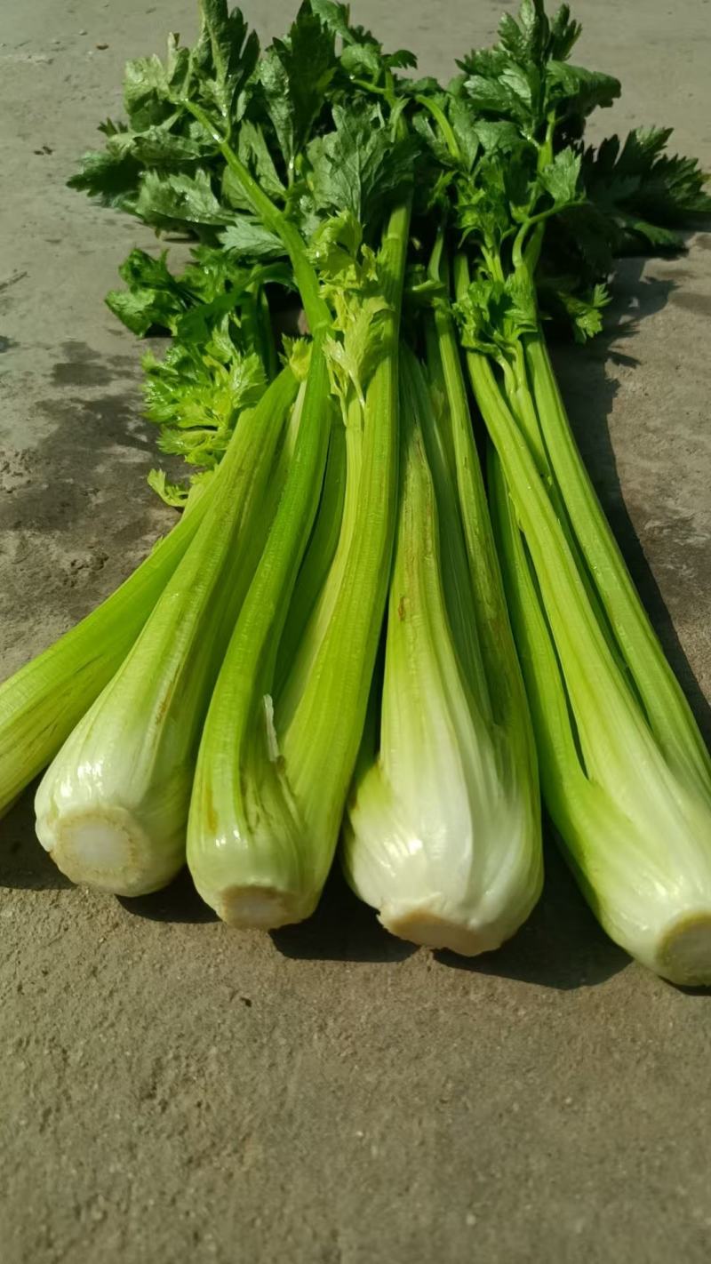 法国皇后芹菜山东菏泽曹县芹菜产区西芹产地直供