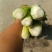 法国皇后芹菜山东菏泽曹县芹菜产区西芹产地直供