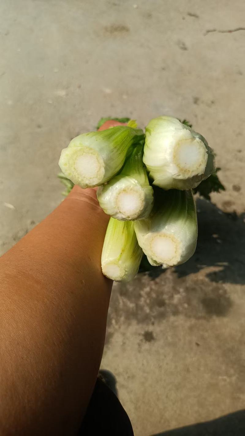 法国皇后芹菜山东菏泽曹县芹菜产区西芹产地直供