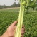 法国皇后芹菜山东菏泽曹县芹菜产区西芹产地直供