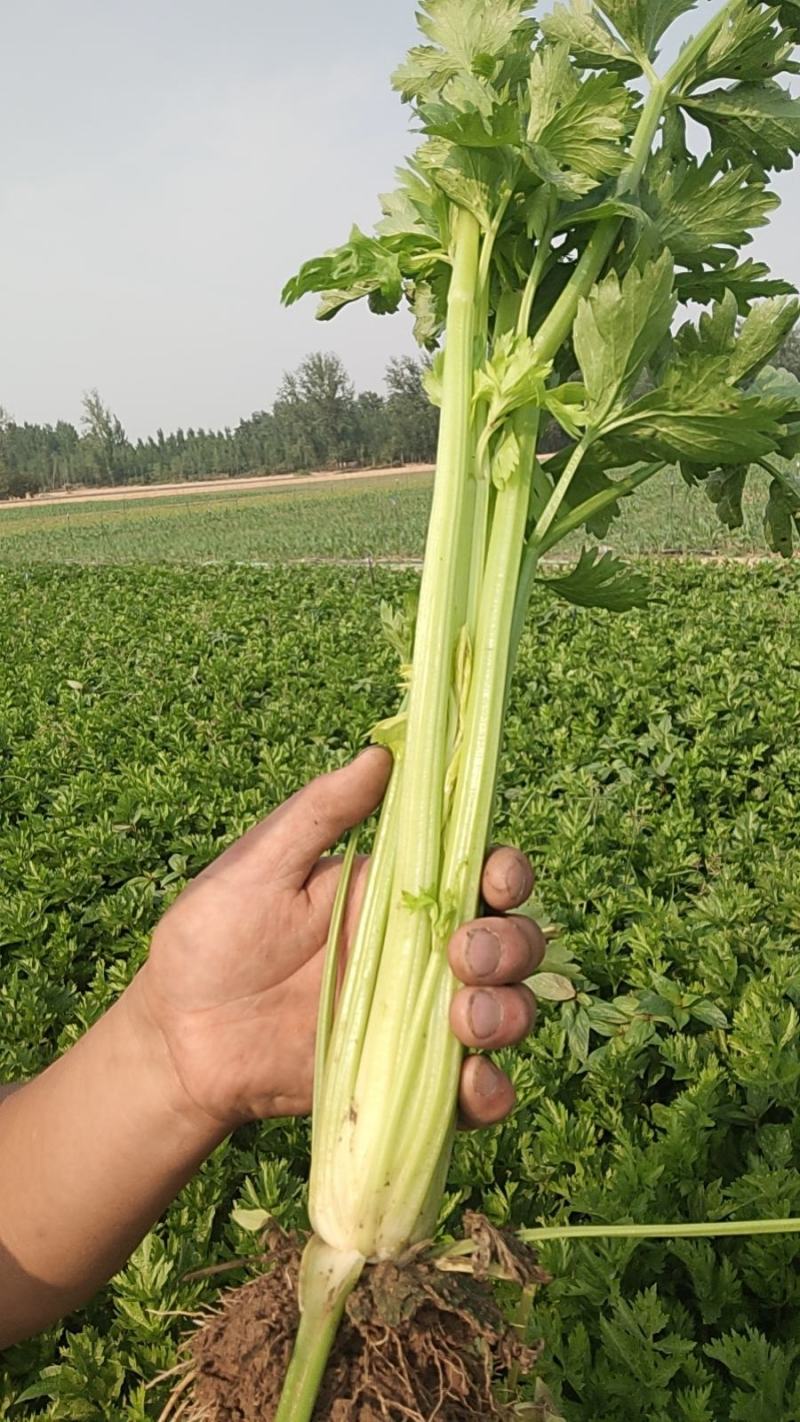法国皇后芹菜山东菏泽曹县芹菜产区西芹产地直供