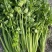 法国皇后芹菜山东菏泽曹县芹菜产区西芹产地直供