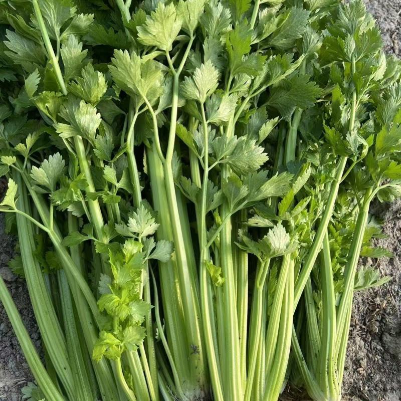 法国皇后芹菜山东菏泽曹县芹菜产区西芹产地直供