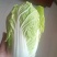 黄心大白菜，宁夏固原高原冷凉蔬菜，货好价便宜，欢迎老板合
