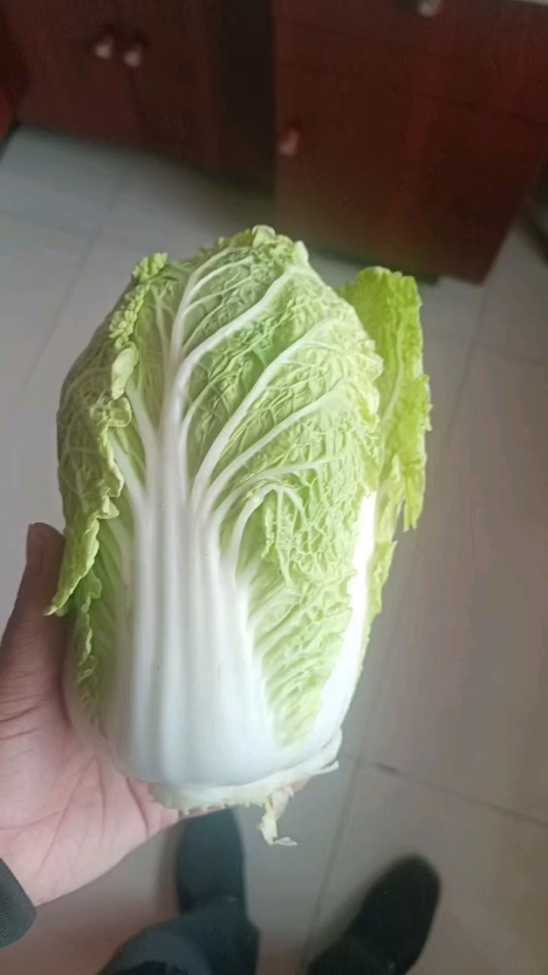 黄心大白菜，宁夏固原高原冷凉蔬菜，货好价便宜，欢迎老板合