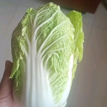 黄心大白菜，宁夏固原高原冷凉蔬菜，货好价便宜，欢迎老板合