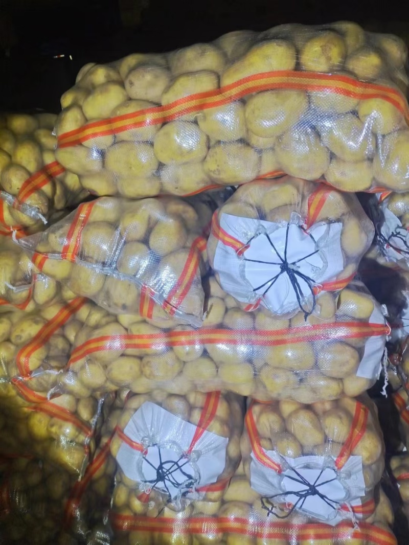 河北土豆！品种荷兰15，沃土5号！薯行好！可对接各大商超