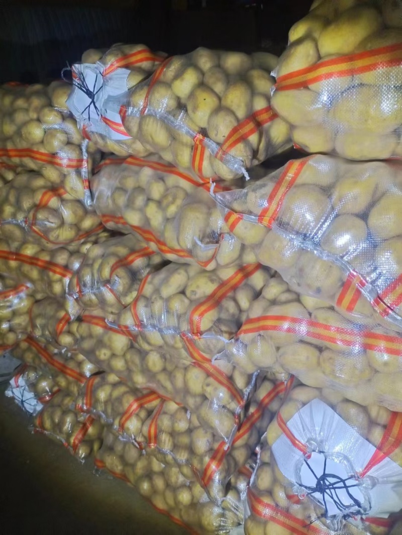 河北土豆！品种荷兰15，沃土5号！薯行好！可对接各大商超