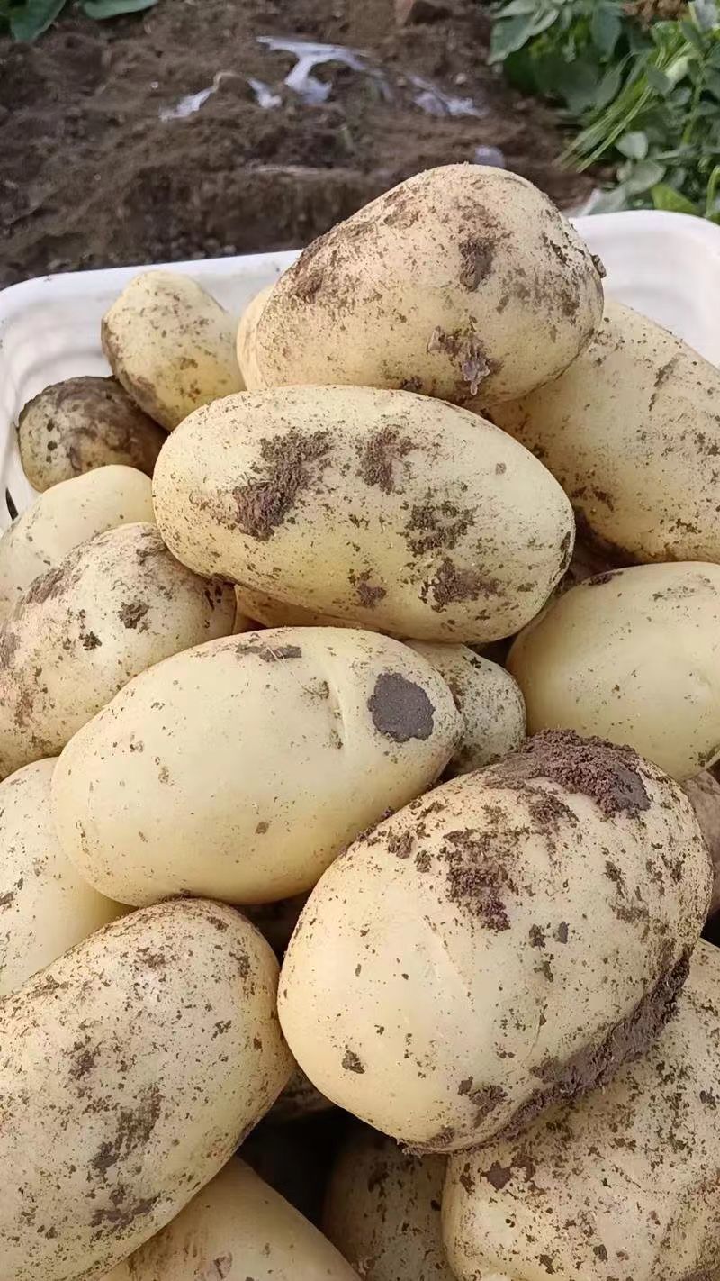 河北土豆！品种荷兰15，沃土5号！薯行好！可对接各大商超