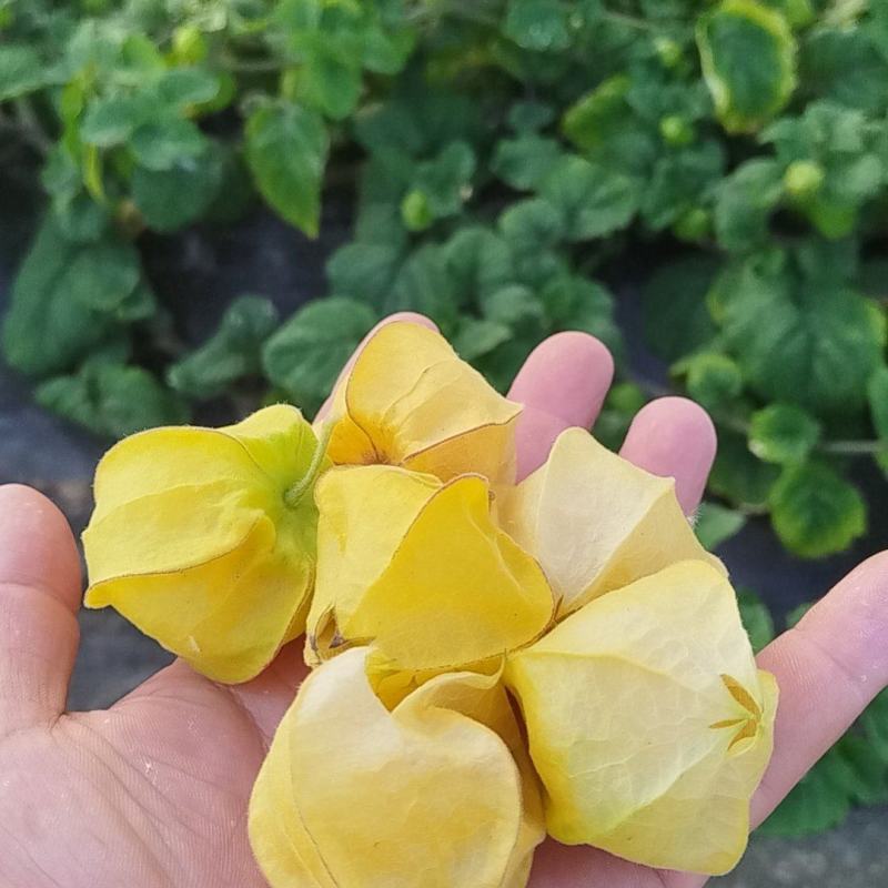岫岩菇娘果