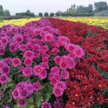 出售千头球菊